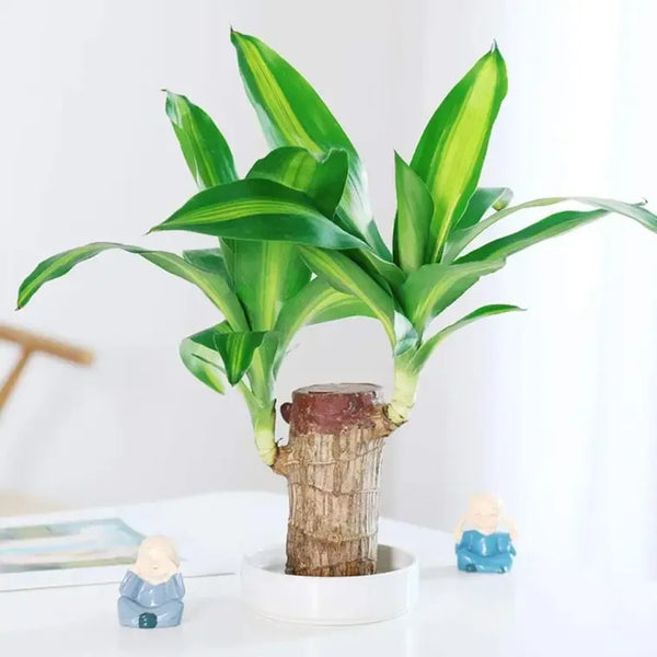 Lucky Brazil Wood Potted Plant (Buy 1 Get 1 Free)