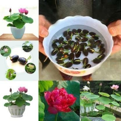 Premium Japanese Bonsai Lotus Seeds