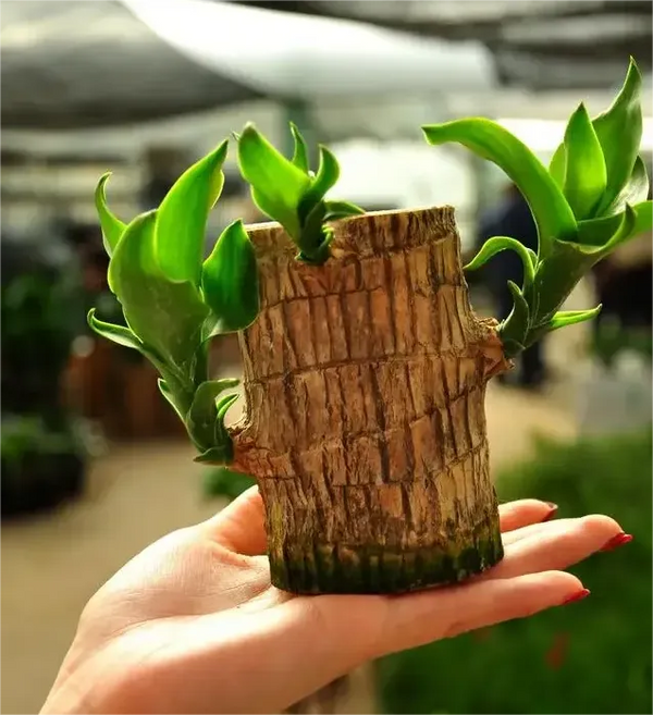 Lucky Brazil Wood Potted Plant (Buy 1 Get 1 Free)