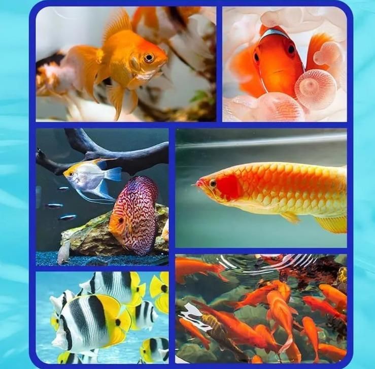 Aquarium Water Purifier