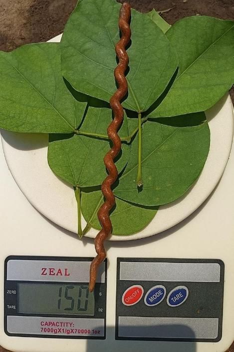 Garuda Sanjivani stick