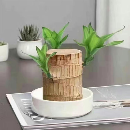 Lucky Brazil Wood Potted Plant (Buy 1 Get 1 Free)