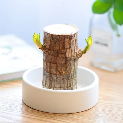 Lucky Brazil Wood Potted Plant (Buy 1 Get 1 Free)