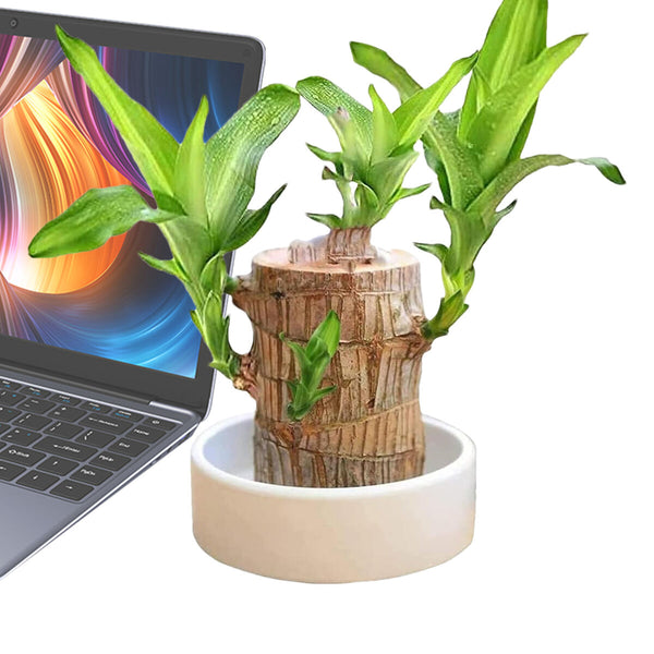 Lucky Brazil Wood Potted Plant (Buy 1 Get 1 Free)